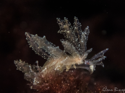 Crimson Hermaea, Den Osse 103, 4318 TP Brouwershaven, Nederland, photo 7 of 10
