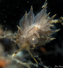 Amphorina linensis