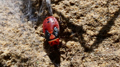 Lygaeus kalmii
