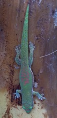 Phelsuma comorensis