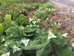 Trillium camschatcense