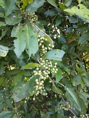 Achatocarpus nigricans