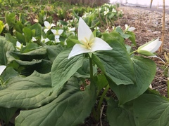 Trillium camschatcense
