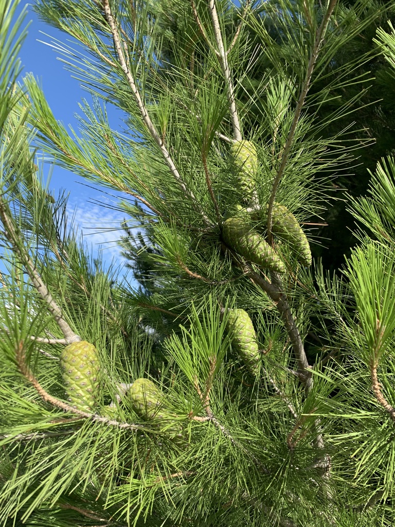 Aleppo pine from Stellenbosch, WC, ZA on December 14, 2021 at 05:01 PM ...