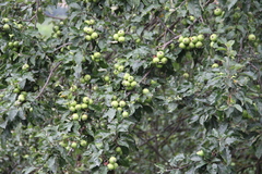 Malus orientalis