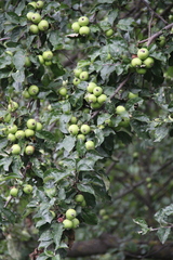 Malus orientalis