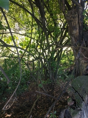 Achatocarpus nigricans