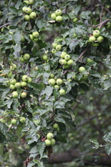 Malus orientalis