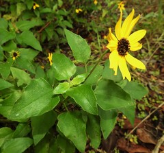 Helianthus debilis image