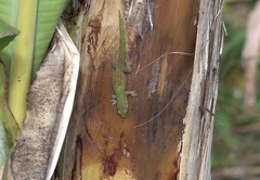 Phelsuma comorensis
