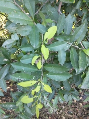 Achatocarpus nigricans