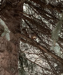 Sciurus vulgaris
