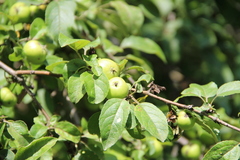 Malus orientalis