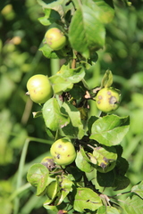 Malus orientalis