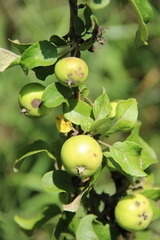 Malus orientalis