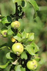 Malus orientalis