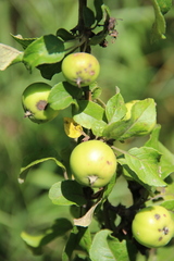 Malus orientalis