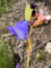Aristea rufobracteata