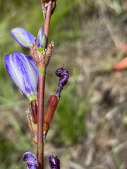 Aristea rufobracteata