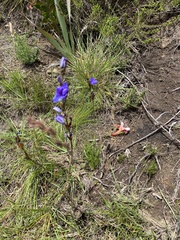 Aristea rufobracteata