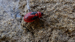 Lygaeus kalmii