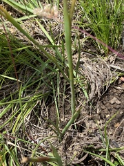 Aristea rufobracteata