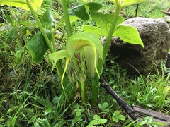 Arisaema wilsonii