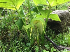 Arisaema wilsonii
