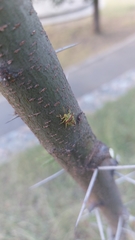 Tylospilus