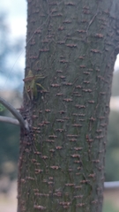 Tylospilus