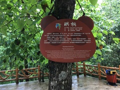 Davidia involucrata