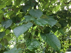 Davidia involucrata