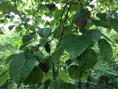 Davidia involucrata