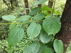Davidia involucrata