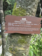 Betula platyphylla