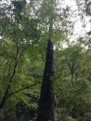 Betula platyphylla