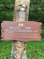 Betula utilis albosinensis