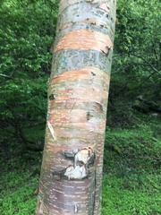 Betula utilis albosinensis