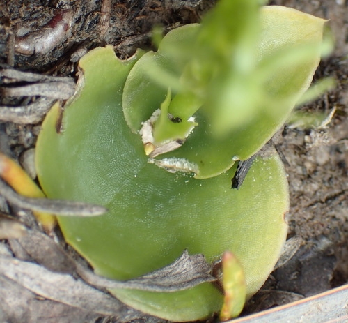 Image of Habenaria lithophila by (c) Nicola van Berkel, some rights reserved (CC BY-SA)