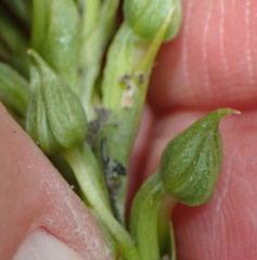 Habenaria lithophila