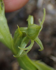 Habenaria lithophila