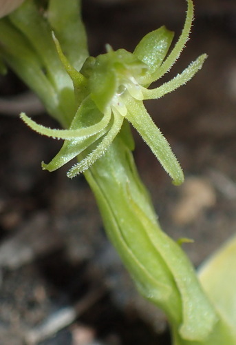 Image of Habenaria lithophila by (c) Nicola van Berkel, some rights reserved (CC BY-SA)