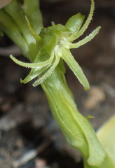 Habenaria lithophila