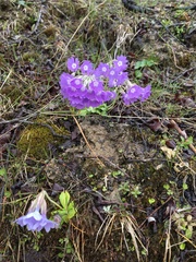 Primula stenocalyx