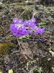 Primula stenocalyx
