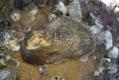 Barbatia virescens