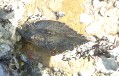 Barbatia virescens
