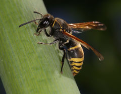 Pachodynerus guadulpensis