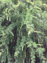 Larix mastersiana
