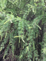 Larix mastersiana